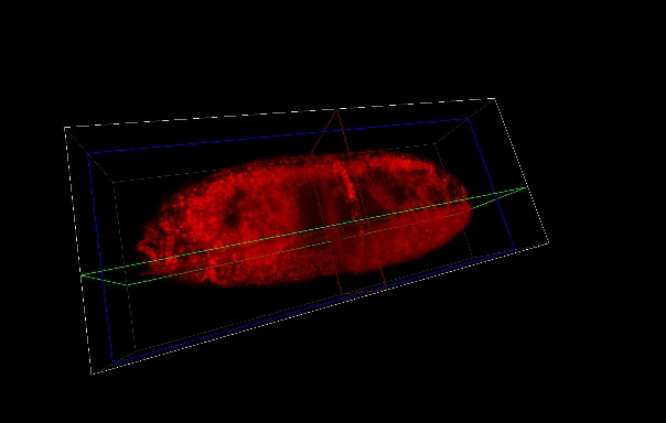 Система плоскостного освещения для изучения клеточных структур Carl Zeiss Lightsheet Z.1 - фото 4 - id-p174920289