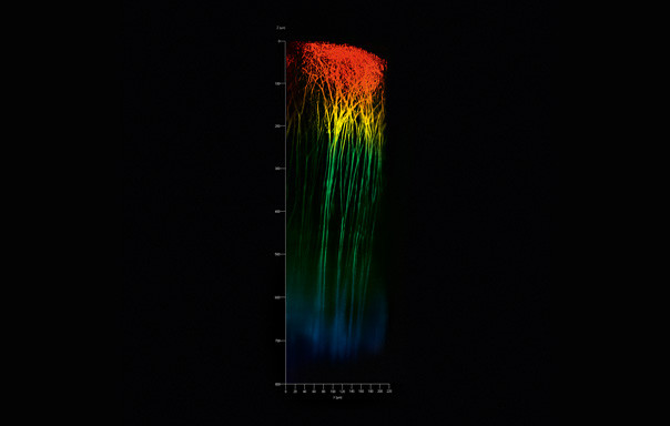 Система мультифотонной лазерной микроскопии Carl Zeiss LSM 880 NLO - фото 3 - id-p174920291