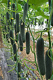 Огурец Кодер F1, семена, 5 шт., Minami Seeds, (чп), фото 3