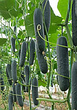 Огурец Кодер F1, семена, 20 шт., Minami Seeds, (чп), фото 2