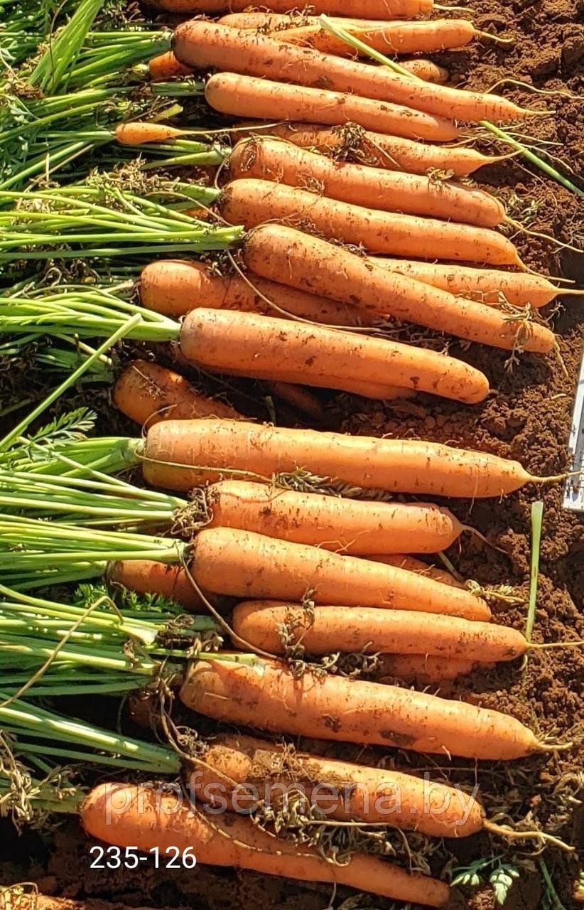Морковь 235-126 F1, семена, 1,0гр., новинка, (чп) - фото 1 - id-p174941290