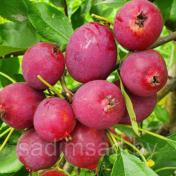 Яблоня Райское яблоко (Креб французский)