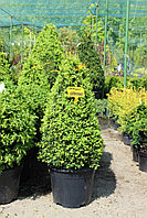 Самшит вечнозеленый (Buxus sempervirens) С10 В.50-60см , стриженная форма - конус