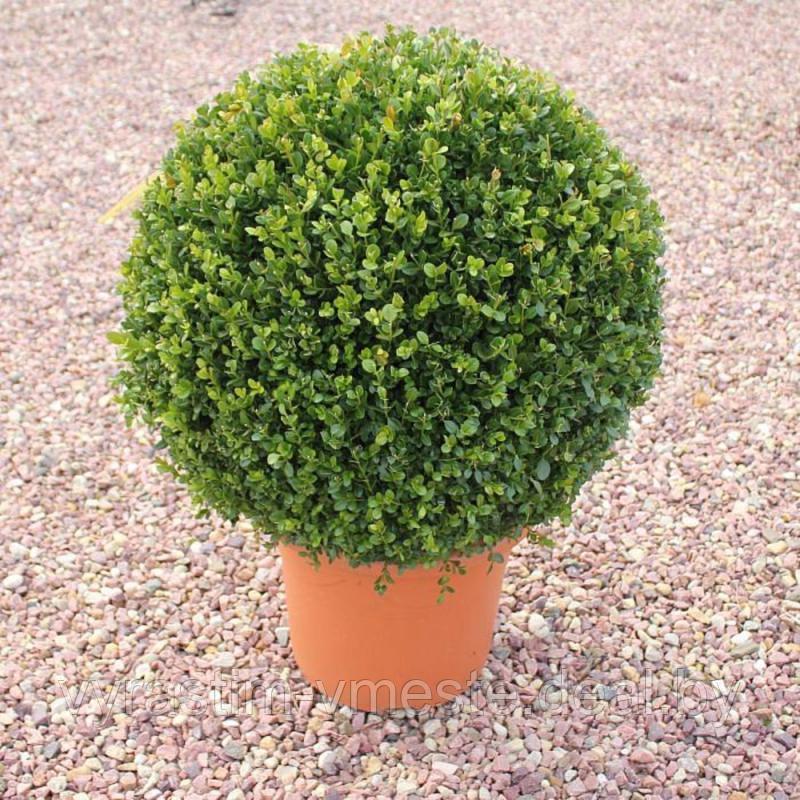 Самшит вечнозеленый (Búxus sempervírens) С10 d=0,35-0,40 см, стриженная форма - шар - фото 1 - id-p175171952