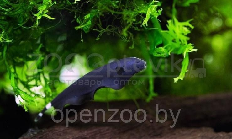ZooAqua Аптеронотус Нож черный 4.5 - 5.0 см. - фото 4 - id-p175185034