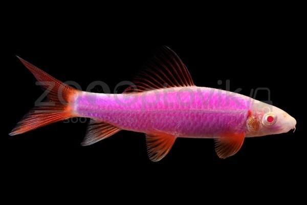 ZooAqua Лабео GloFish фиолетовые 2 - 2.5 см. - фото 1 - id-p175232795