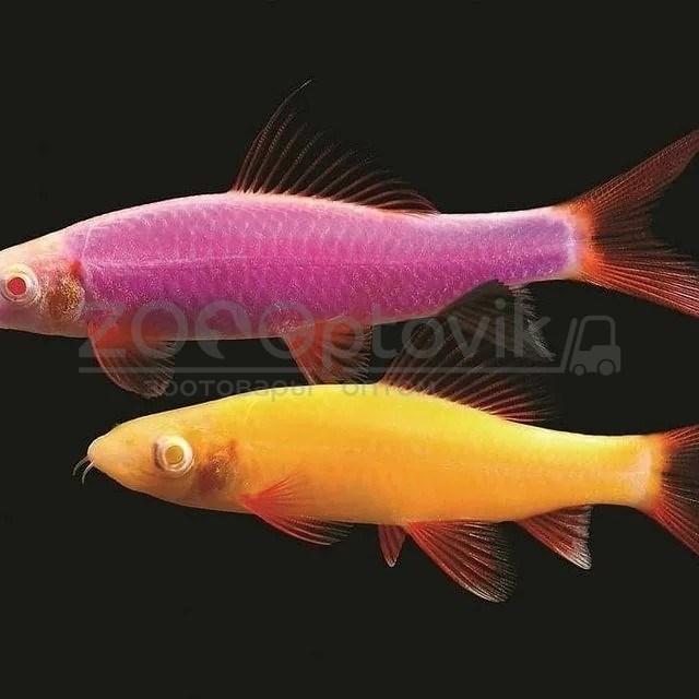 ZooAqua Лабео GloFish фиолетовые 2 - 2.5 см. - фото 2 - id-p175232795