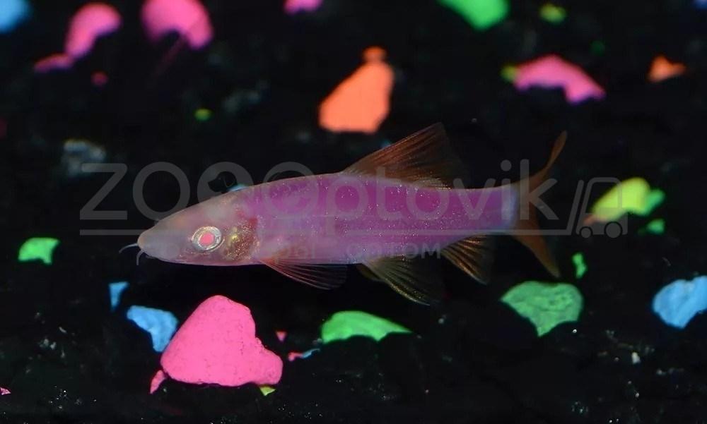 ZooAqua Лабео GloFish фиолетовые 2 - 2.5 см. - фото 3 - id-p175232795