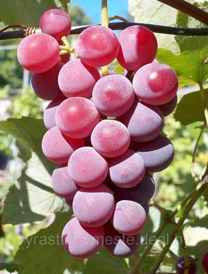 Виноград плодовый, С7,5 - фото 1 - id-p175395745