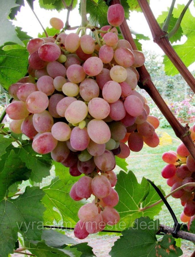 Виноград плодовый, С7,5 - фото 2 - id-p175395745