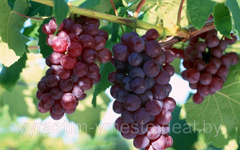 Виноград плодовый, С7,5 - фото 3 - id-p175395745