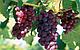 Виноград плодовый, С7,5, фото 3