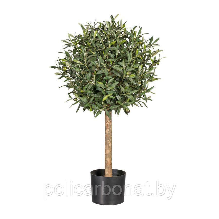 Оливковое дерево Olivenkugelbaum, 90 см - фото 1 - id-p107895838