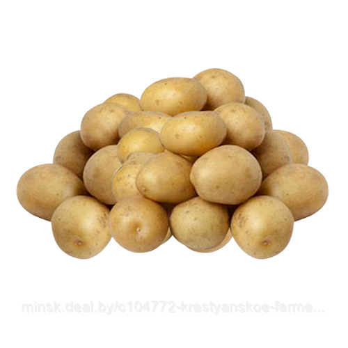 Семенной картофель Коломба 1РС - фото 1 - id-p175573049
