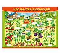 Стенд для детского сада "Что растет в огороде?"