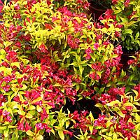 Вейгела цветущая Ауреа (Weigela florida "Aurea"), С3