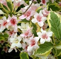 Вейгела цветущая Вариегата (Weigela florida "Variegata"), С3