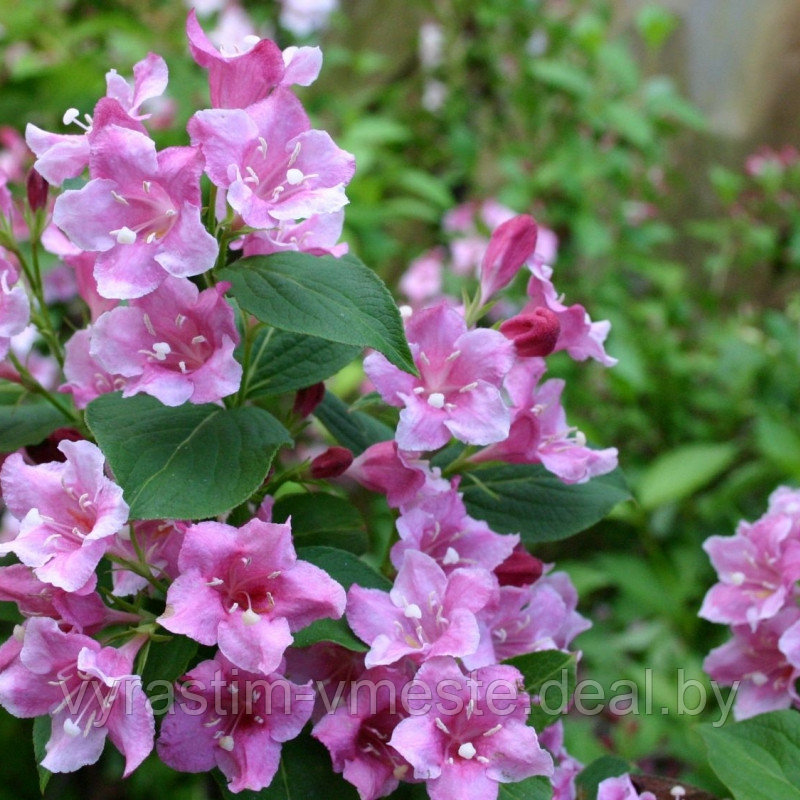 Вейгела гибридная Стириака (Weigela hybrida Styriaca) С3