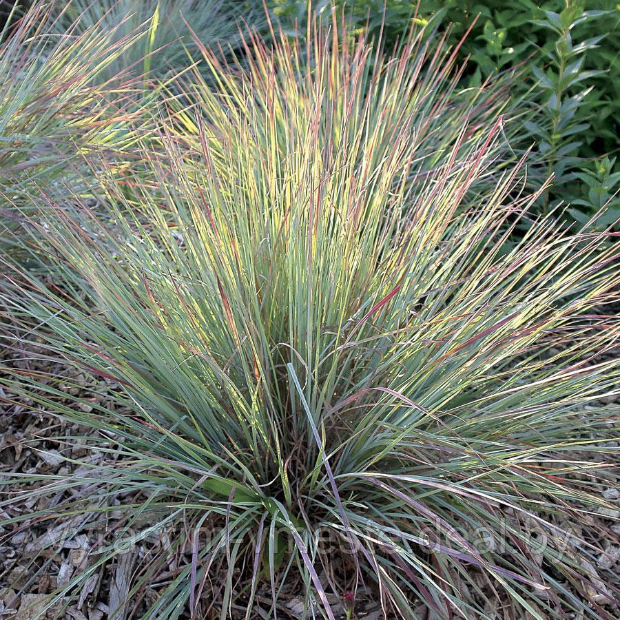 Схизахириум метельчатый (Schizachyrium scoparium) С3 - фото 1 - id-p175638094