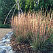 Схизахириум метельчатый (Schizachyrium scoparium) С3, фото 2