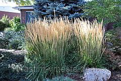 Вейник  остроцветковый (Calamagrostis acutiflora) Р9