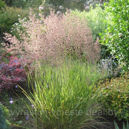 Вейник остроцветковый (Calamagrostis acutiflora) Р9 - фото 2 - id-p175639849