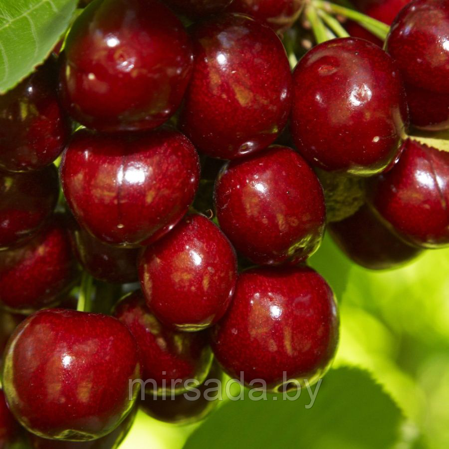 Черешня сорт фатеж. Черешня сорт кордия. Ипуть черешня описание. Черешня описание отзывы. Черешня ипуть описание сорта.