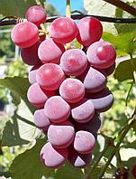 Виноград плодовый, С3