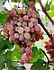 Виноград плодовый, С3, фото 2