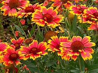 Гайлардия остистая (Gaillardia) С2