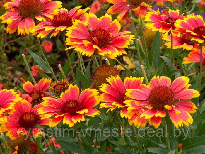 Гайлардия остистая (Gaillardia) С2 - фото 1 - id-p175641625