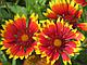 Гайлардия остистая (Gaillardia) С2, фото 2