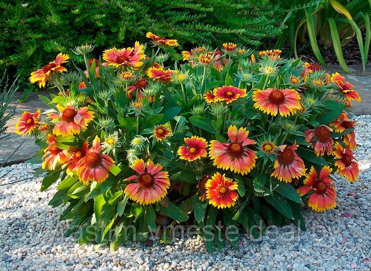 Гайлардия остистая (Gaillardia) С2 - фото 3 - id-p175641625