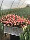Пионовидные тюльпаны, фото 7