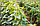 Сетка шпалерная 2х10м, ячейка 150х170мм для вьющихся растений (огурец, виноград и т.д), фото 2