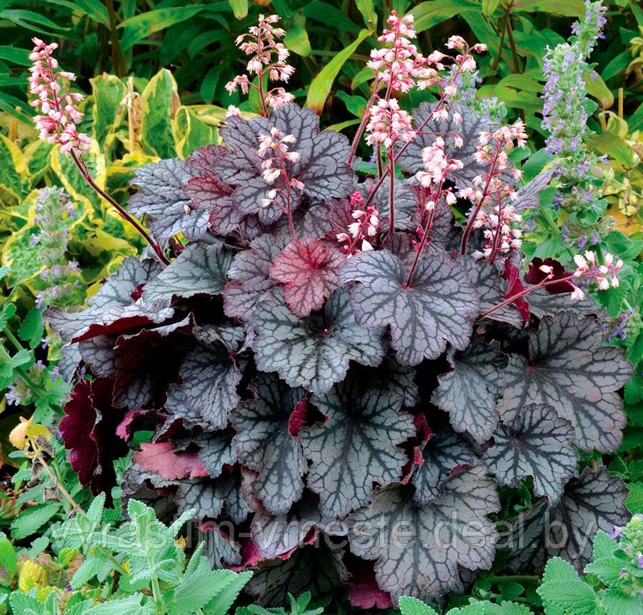 Гейхера (Heuchera), С1