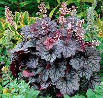 Гейхера (Heuchera), С1