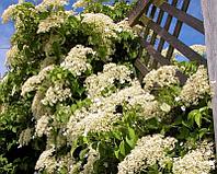 Гортензия плетистая черешковая (Hydrangea petiolaris), С3