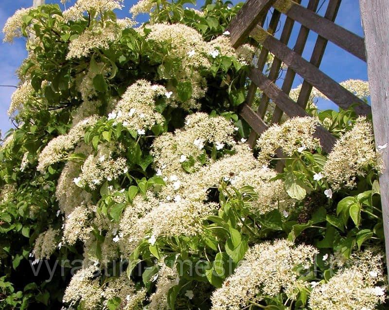 Гортензия плетистая черешковая (Hydrangea petiolaris), С3 - фото 1 - id-p175753414