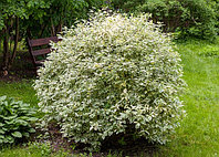 Дерен белый Элегантиссима (Cornus alba 'Elegantissima'), С35, выс. 130-160 см