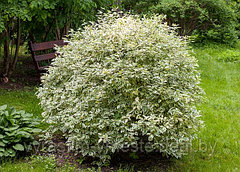 Дерен белый Элегантиссима (Cornus alba 'Elegantissima'), С35, выс. 130-160 см