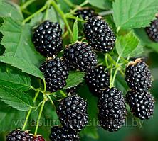 Ежевика (Rubus), саженцы с открытой корневой системой