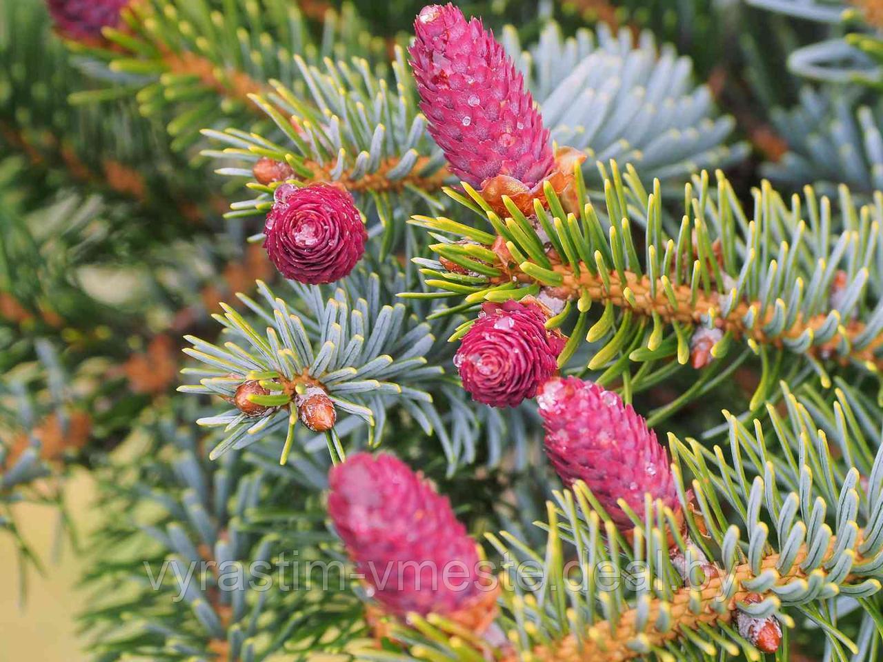 Ель обыкновенная «Биколор» (Picea abies «Bicolor») С10 - фото 2 - id-p175808125