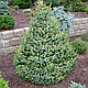 Ель обыкновенная «Биколор» (Picea abies «Bicolor») С10, фото 3