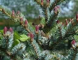 Ель обыкновенная «Биколор» (Picea abies «Bicolor») С60 - фото 1 - id-p175808148