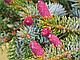 Ель обыкновенная «Биколор» (Picea abies «Bicolor») С60, фото 2