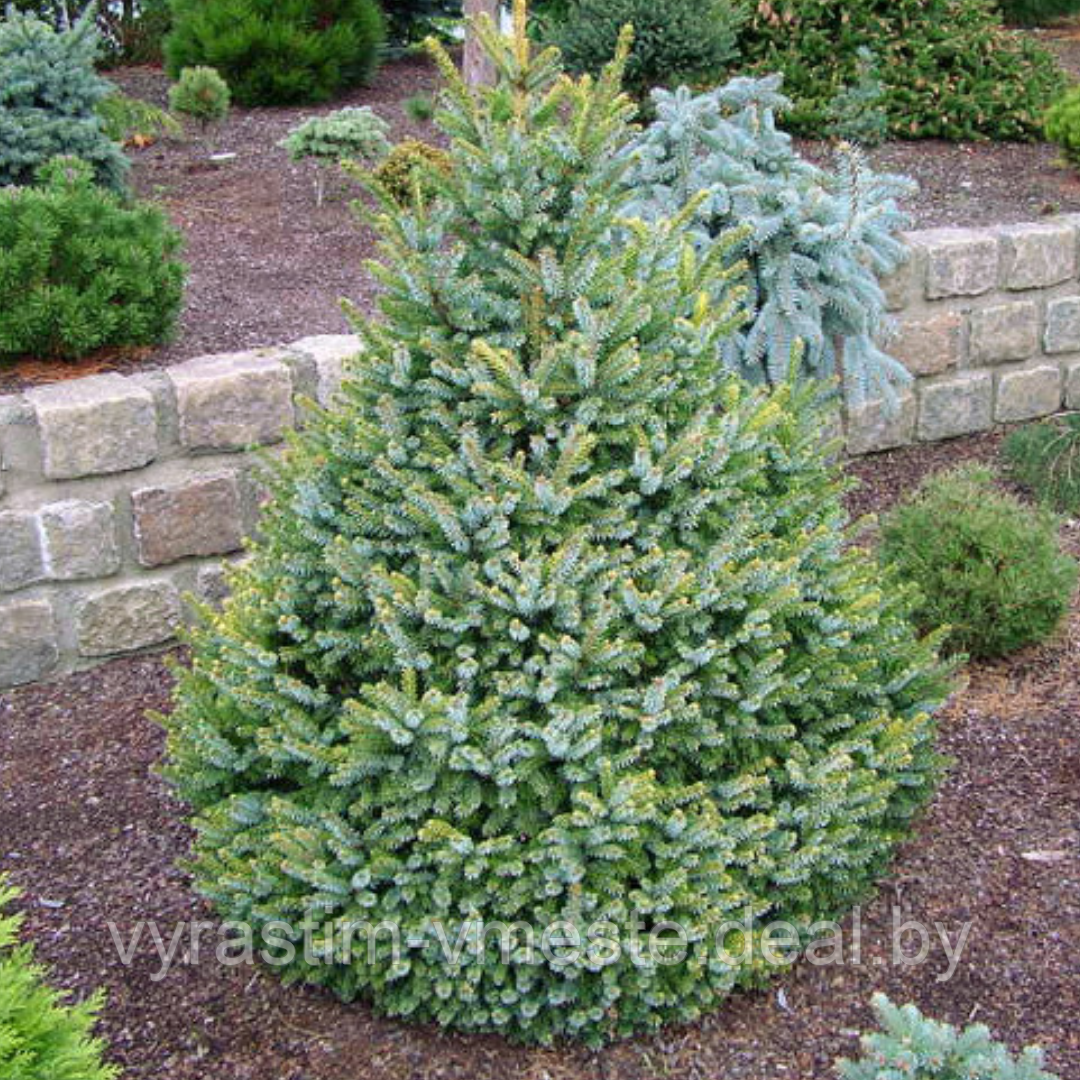 Ель обыкновенная «Биколор» (Picea abies «Bicolor») С60 - фото 3 - id-p175808148