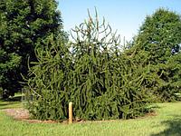 Ель обыкновенная Виргата Глаука (Picea abies Virgata Glauca), С20,выс. 160-180 см