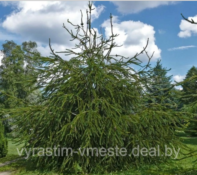 Ель обыкновенная Виргата Глаука (Picea abies Virgata Glauca), С20,выс. 160-180 см - фото 2 - id-p175809285