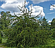 Ель обыкновенная Виргата Глаука (Picea abies Virgata Glauca), С20,выс. 160-180 см, фото 2